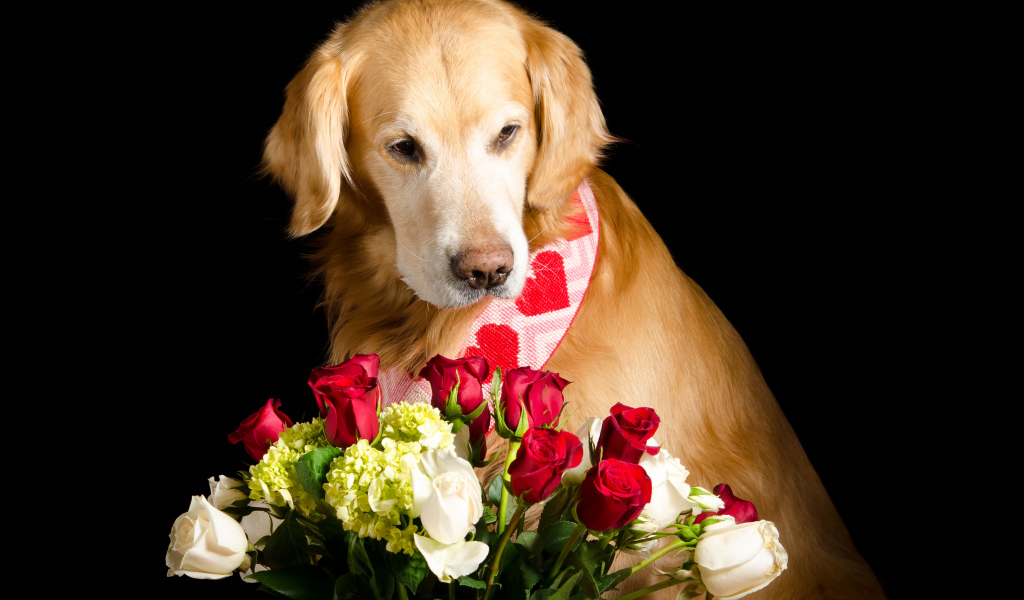 Золотистый ретривер с букетом роз на черном фоне