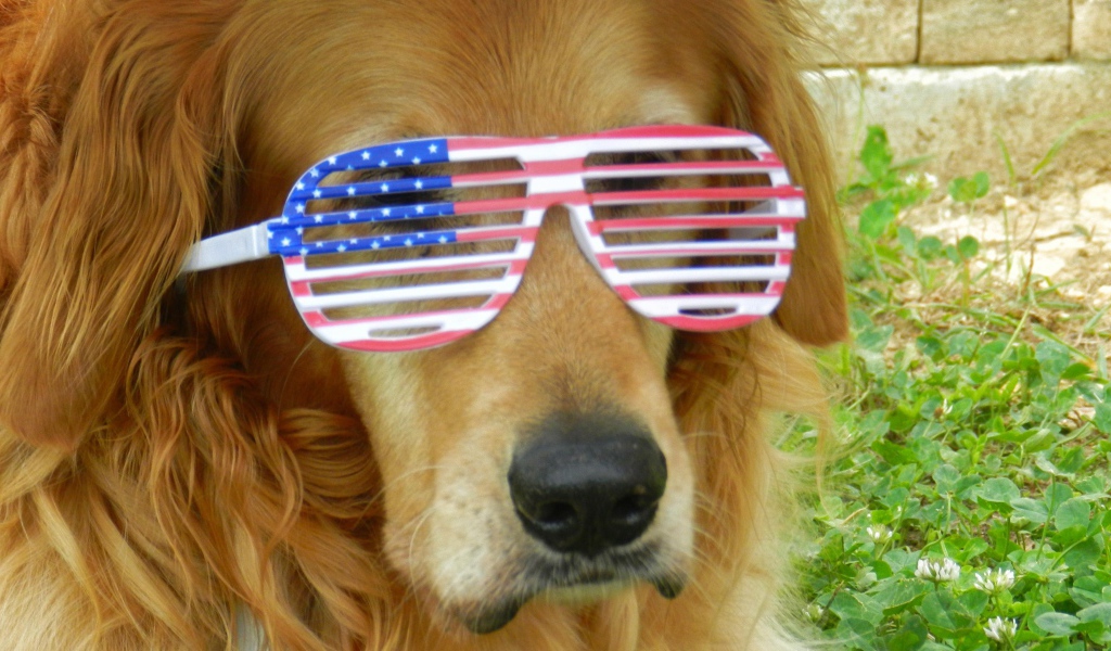 Золотистый ретривер в очках 