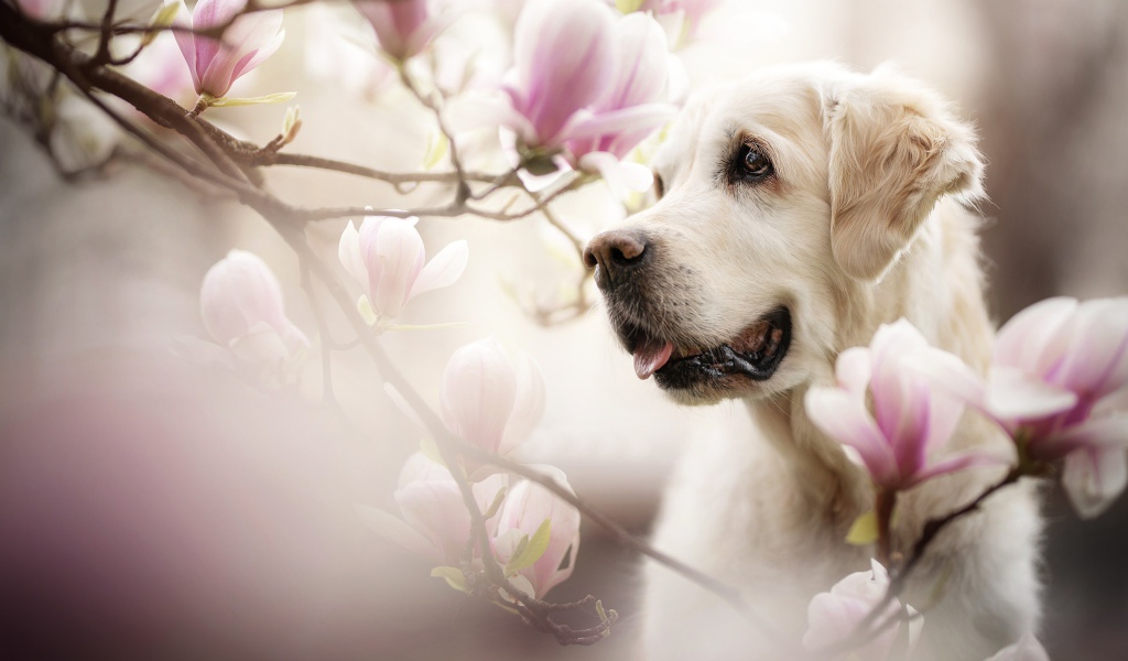 Золотистый ретривер с высунутым языком в розовых цветах