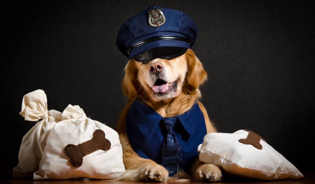 Золотистый ретривер в костюме полицейского 