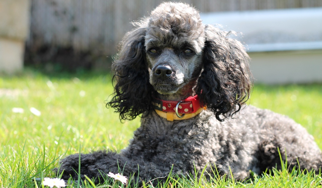 Серый пудель с ошейником лежит на зеленой траве