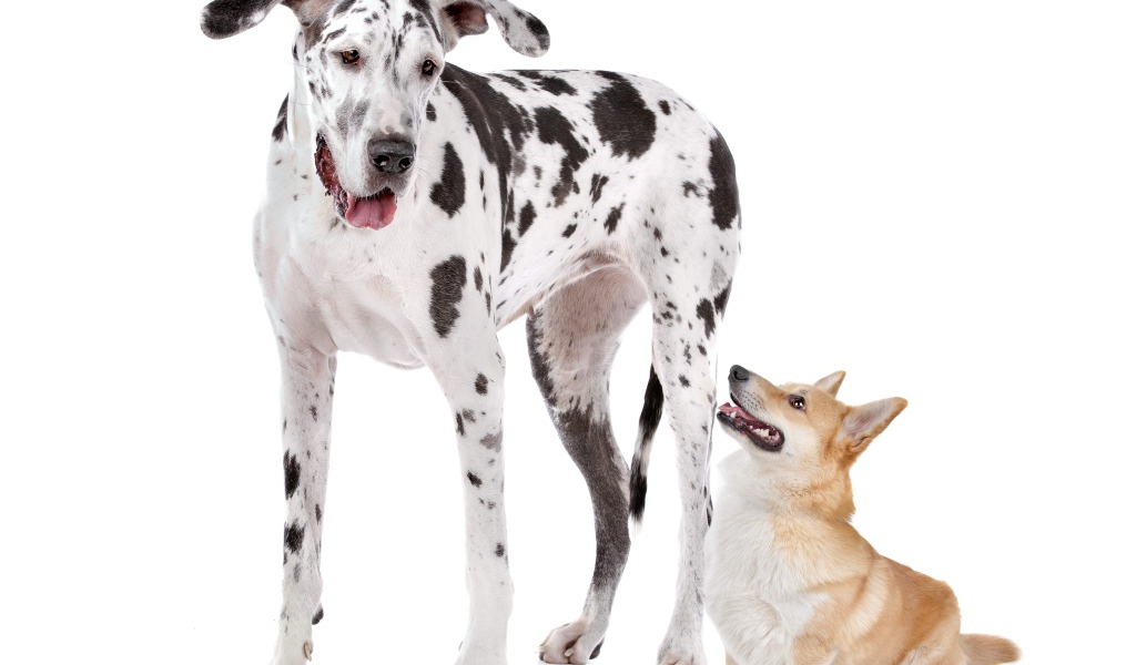 Немецкий дог и вельш корги на белом фоне