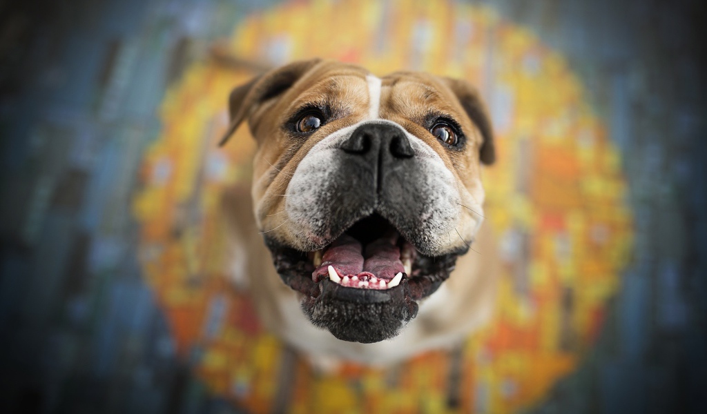 Довольная морда собаки породы боксер