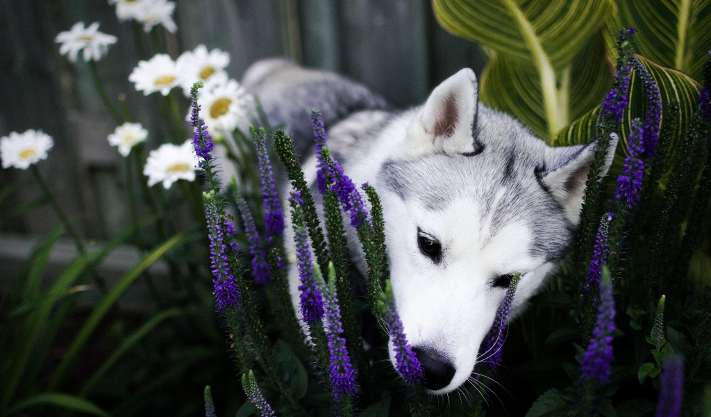 Собака породы хаски в цветах 