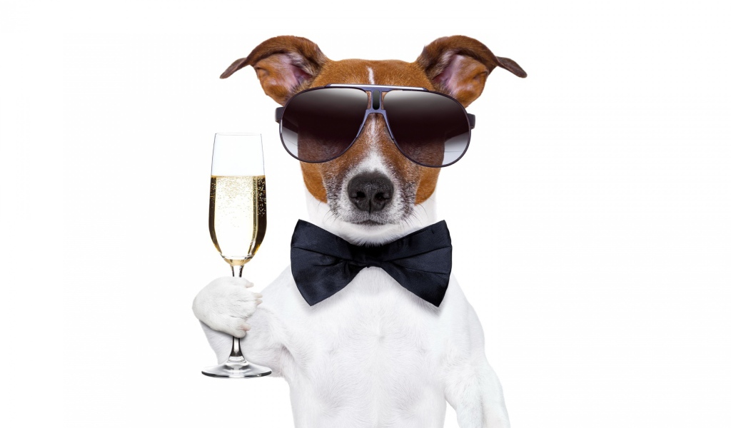 Джек-рассел-терьер в очках с фужером на белом фоне