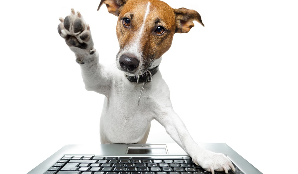 Джек рассел терьер с клавиатурой на белом фоне