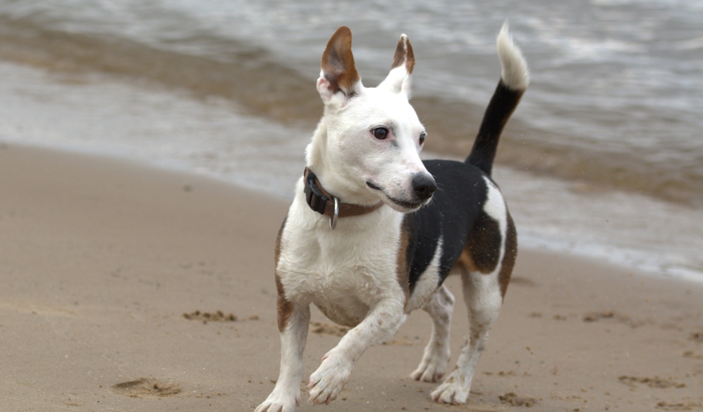 Джек рассел терьер гуляет по песку на пляже