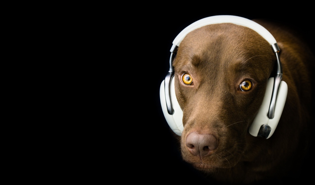Лабрадор в наушниках на черном фоне