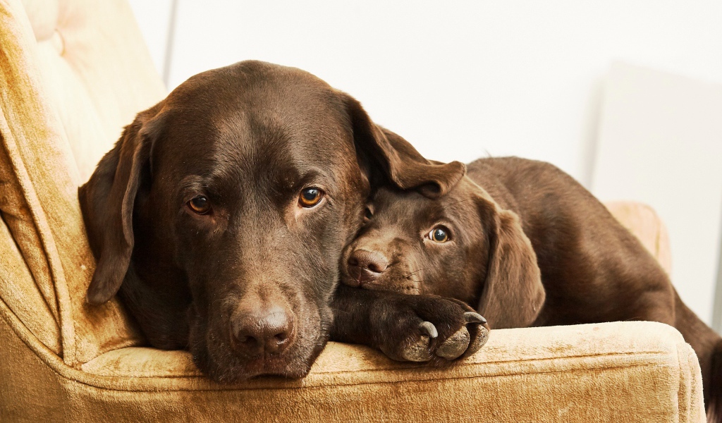 Лабрадор с маленьким милым щенком