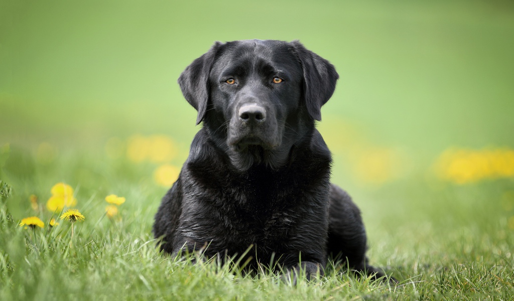 Большой черный лабрадор лежит на траве