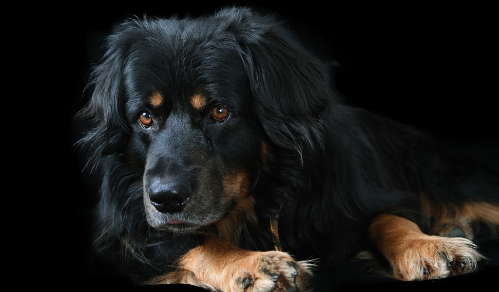 Большая породистая собака на черном фоне