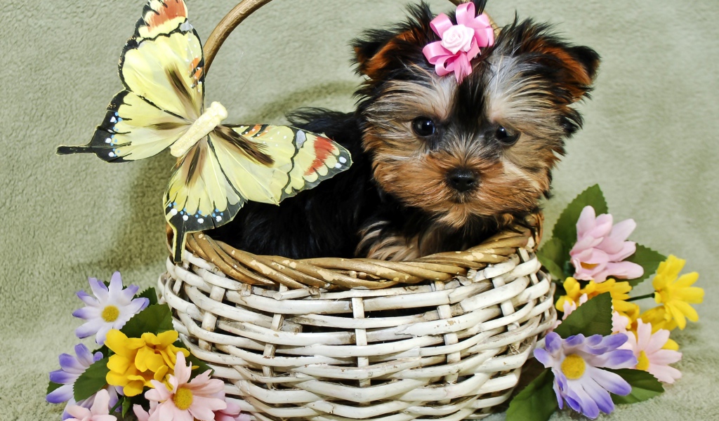 Маленький щенок йоркширского терьера в корзине