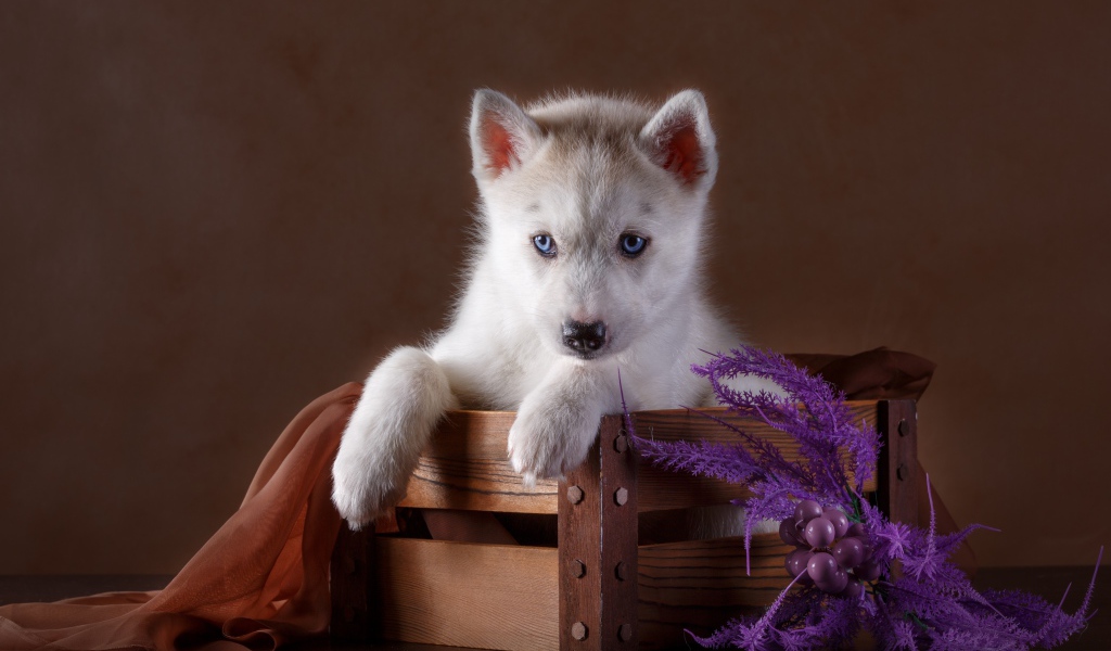 Маленький красивый щенок хаски в деревянном ящике