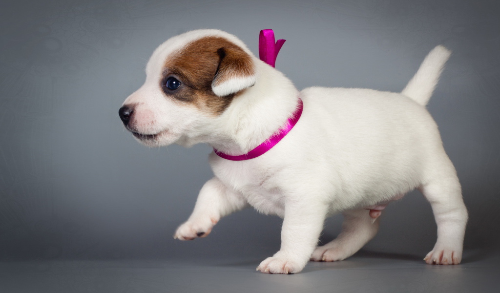 Маленький милый щенок джек-рассел-терьер на сером фоне