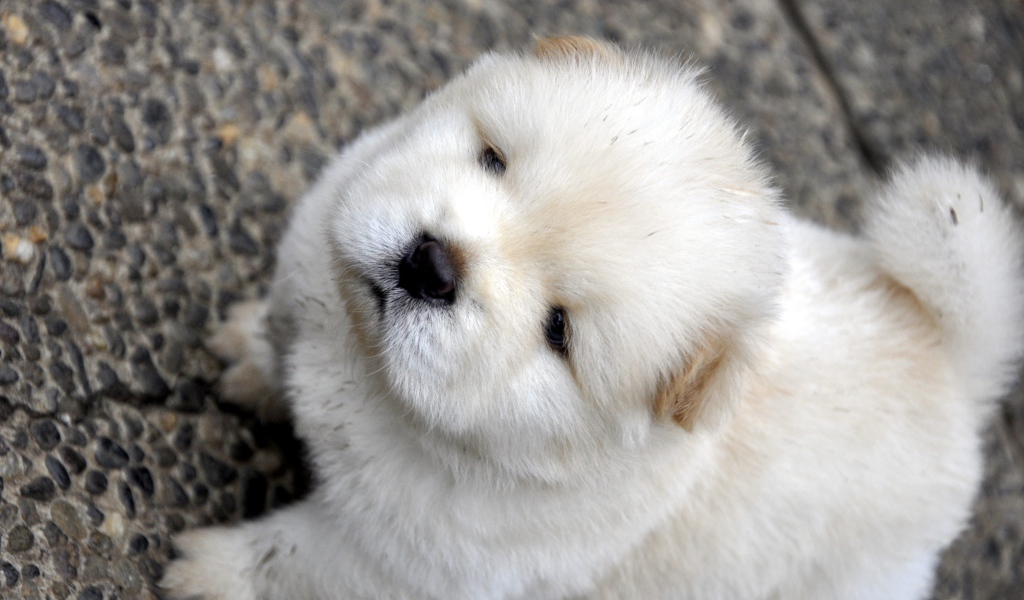 Маленький пушистый щенок чау чау