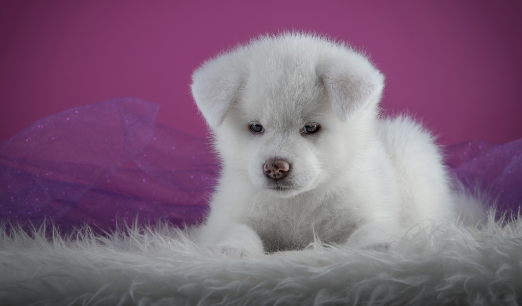 Маленький пушистый белый щенок  Акита-ину