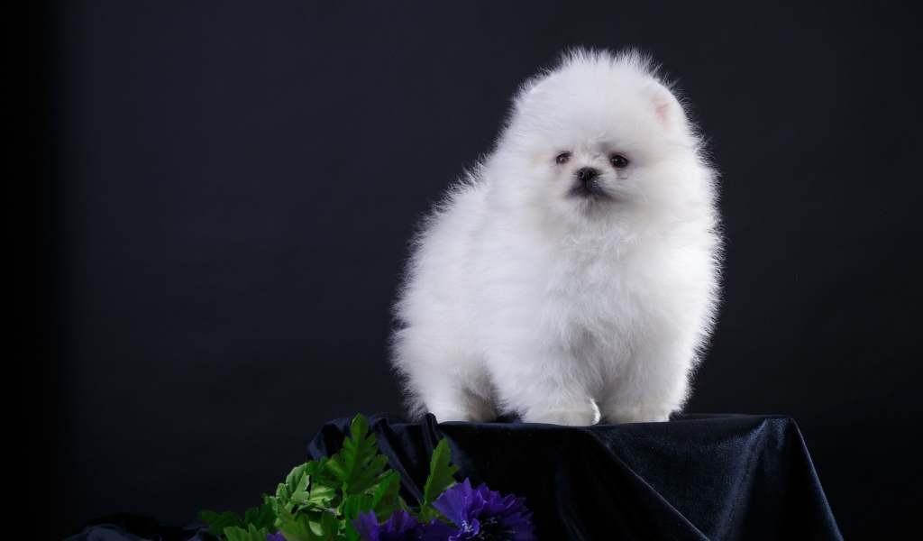 Маленький пушистый белый шпиц на черном фоне