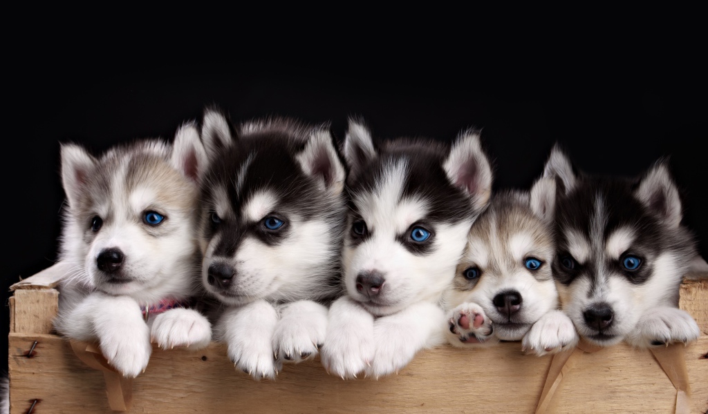 Маленькие забавные щенки хаски в ящике на черном фоне