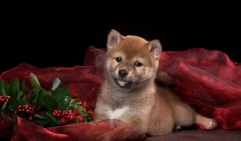 Маленький щенок Сиба-ину на красном покрывале