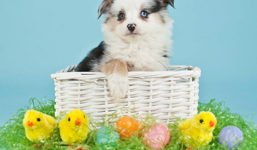 Маленький щенок в корзине с пасхальными яйцами и цыплятами