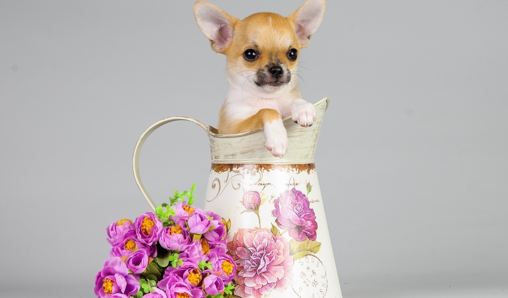 Маленький щенок в вазе с букетом на сером фоне