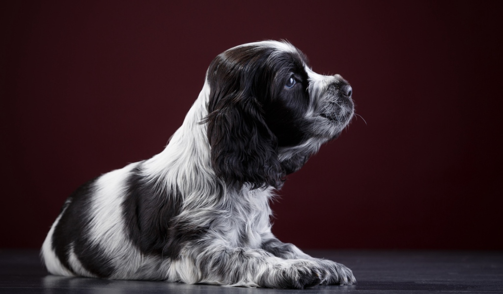 Маленький щенок английского спаниеля
