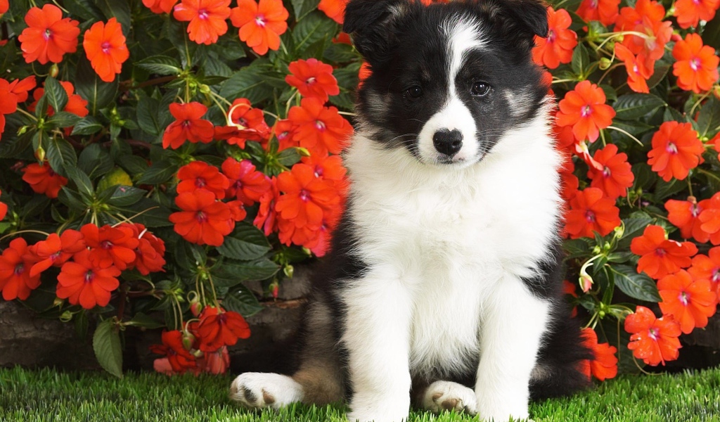 Маленький щенок сидит в красных цветах