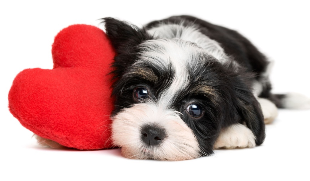 Маленький щенок с красным плюшевым сердцем на белом фоне