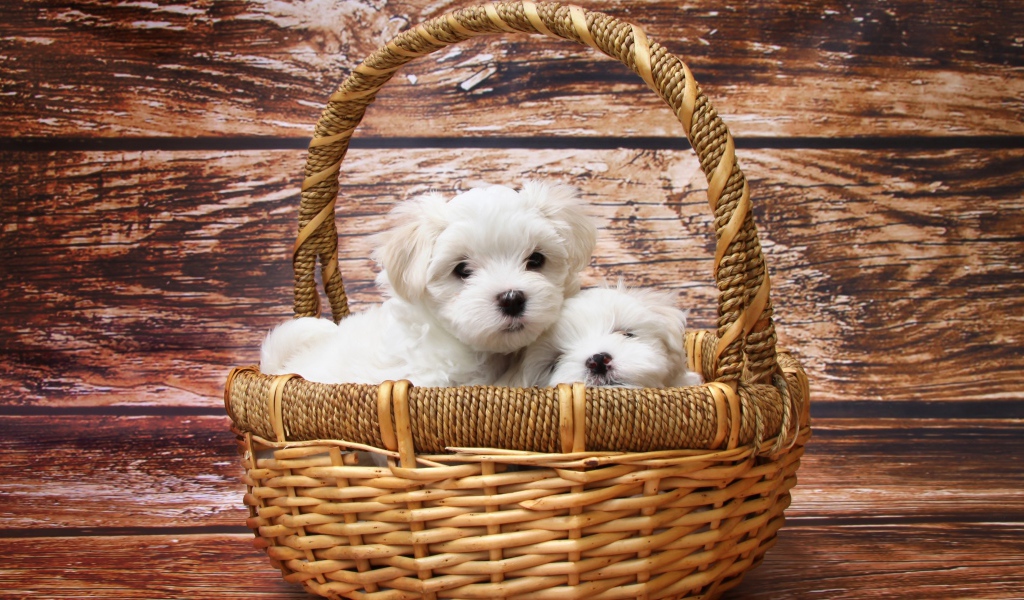 Маленькие белые щенки болонки в корзине
