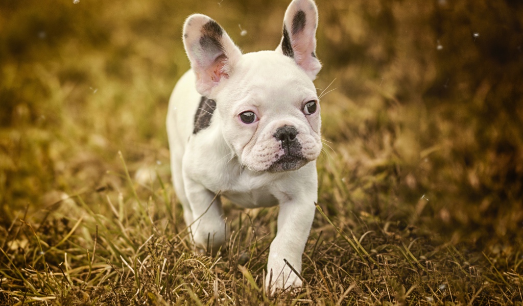 Маленький белый щенок французского бульдога идет по траве