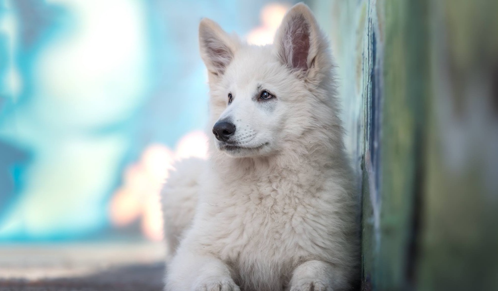 Маленькая белая овчарка с грустным взглядом