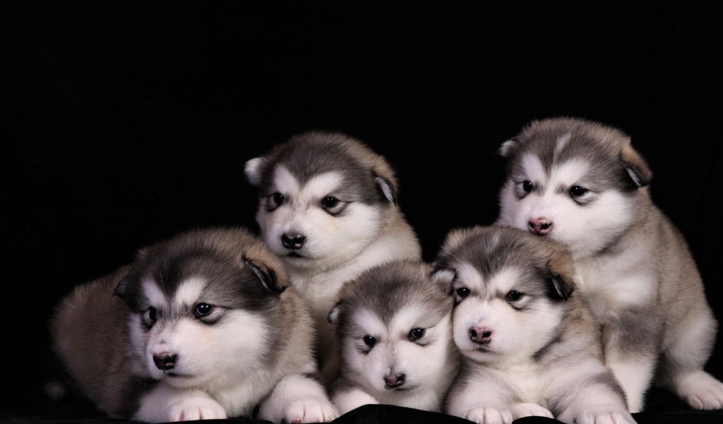 Милые маленькие щенки аляскинского маламута на черном фоне