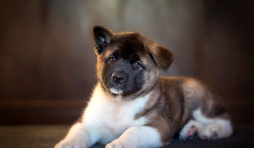 Милый щенок акита ину с опущенным ухом