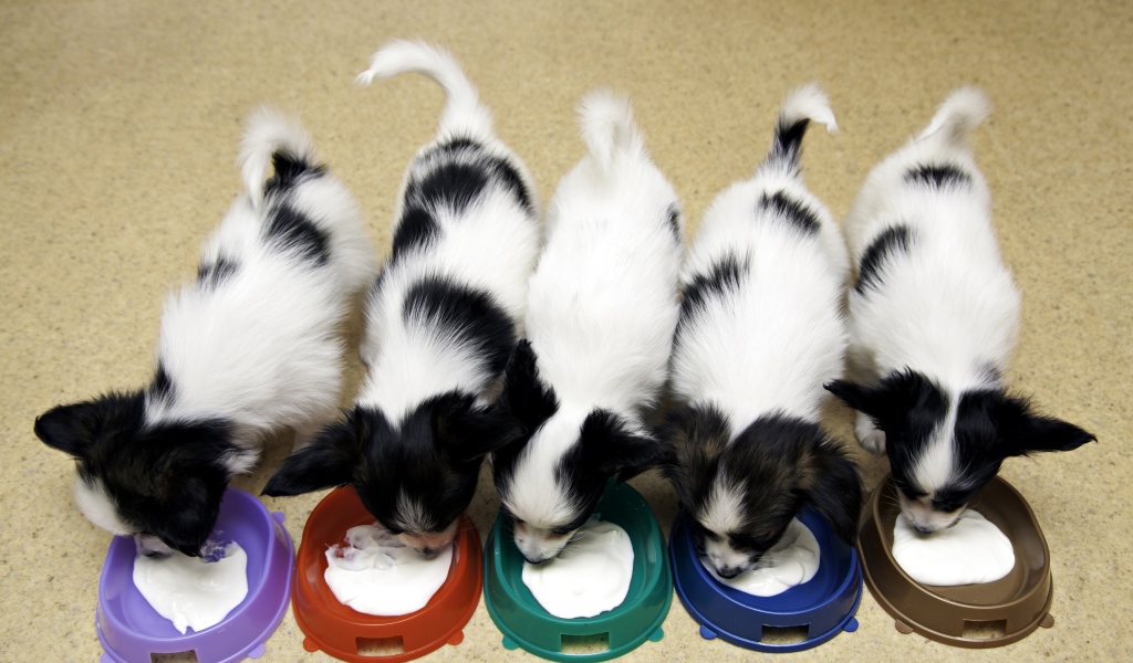 Милые щенки папильона едят из мисок