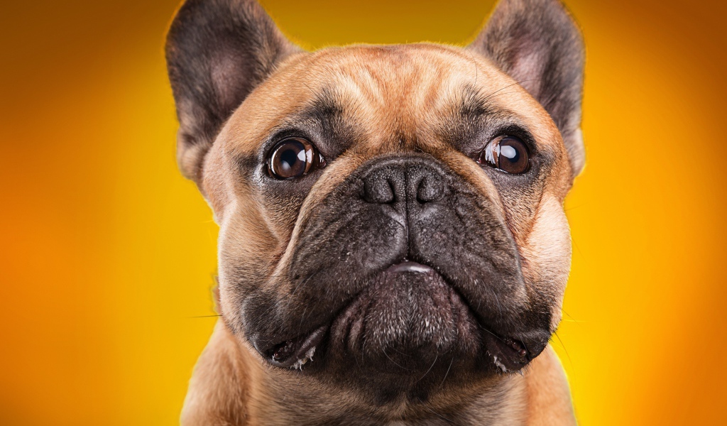Морда французского бульдога на золотом фоне