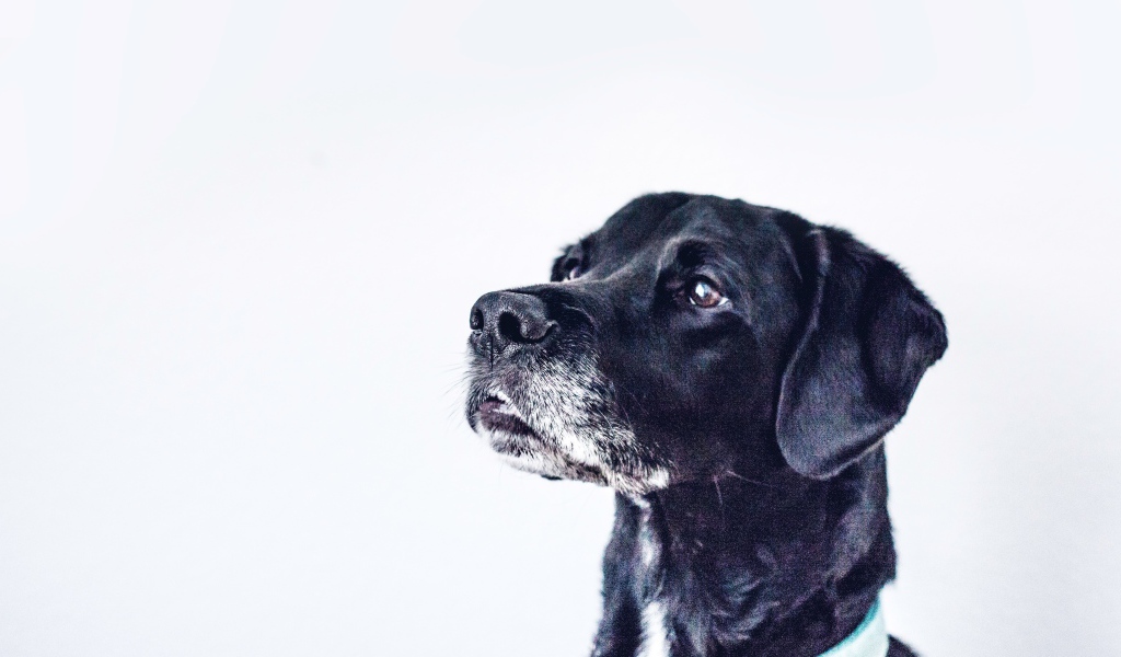 Морда черного дога на сером фоне