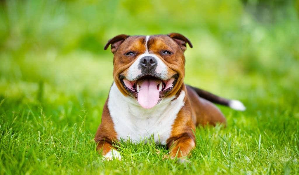 Довольный Стаффордширский бультерьер с высунутым языком лежит на зеленой траве
