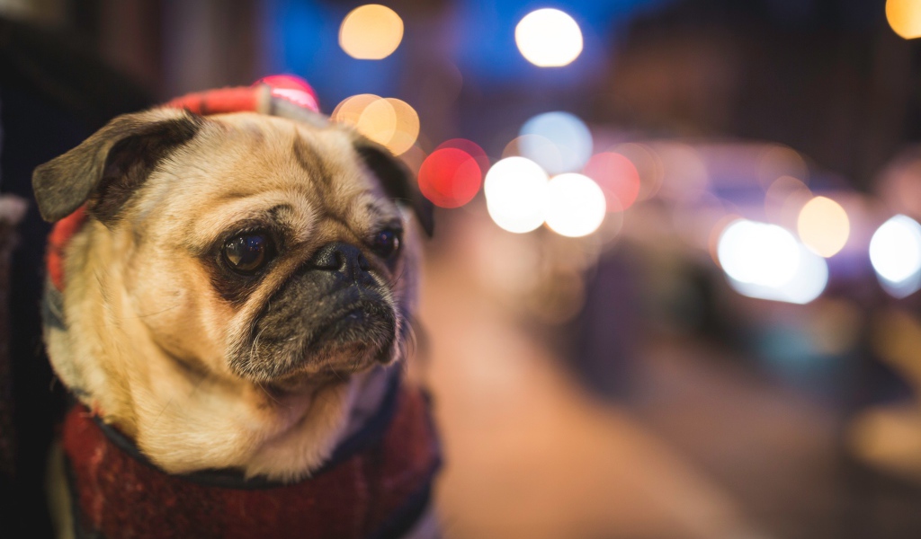 Мопс с грустной мордой с воротником на шее