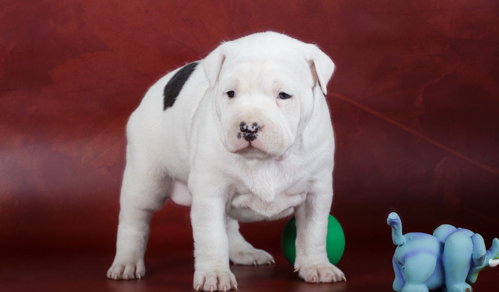 Щенок Амстафф с игрушками