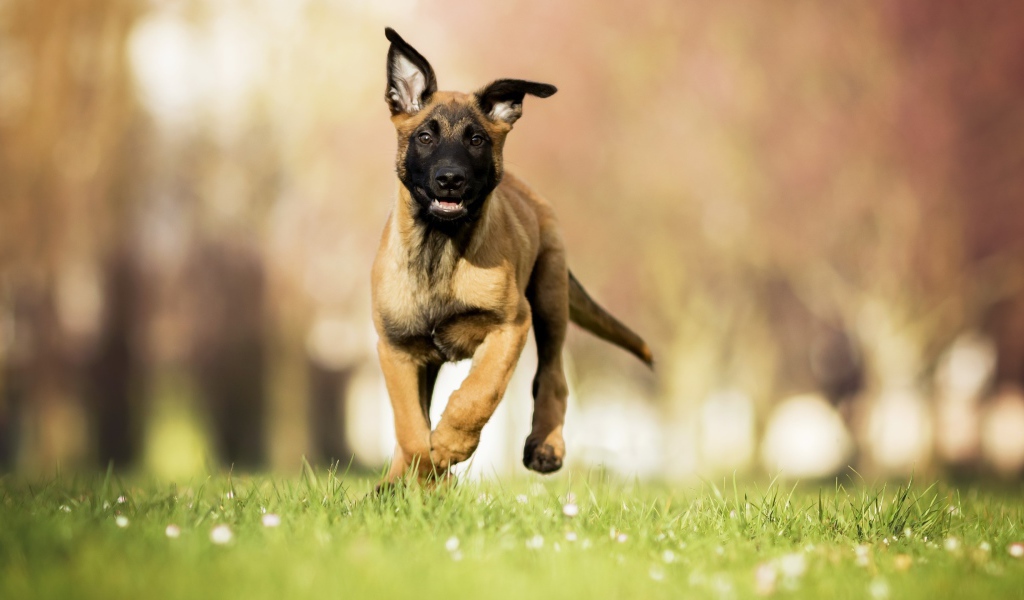 Щенок бельгийской овчарки малинуа бежит по зеленой траве