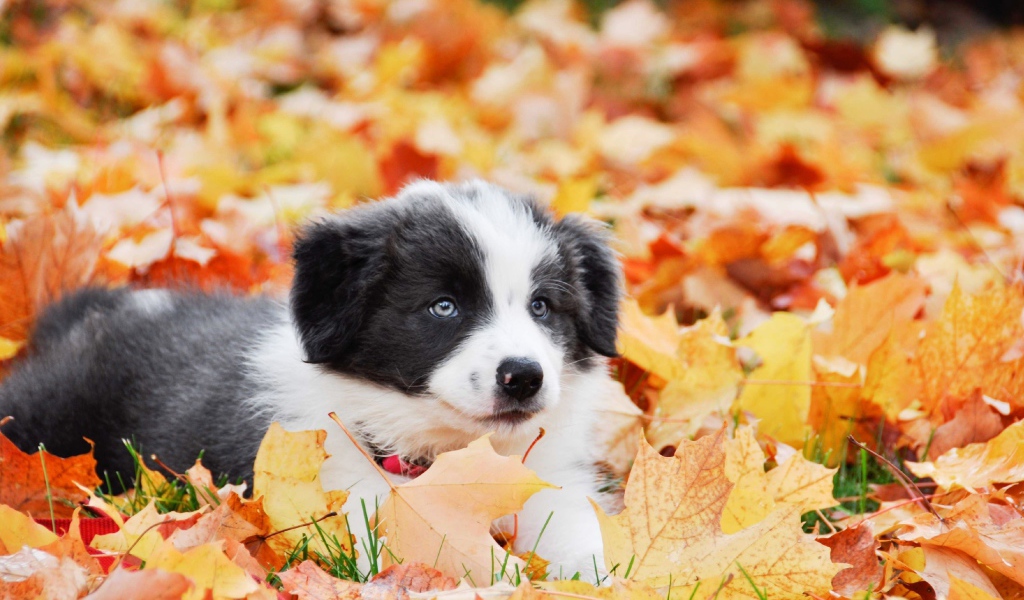 Щенок бордер колли лежит на опавшей листве