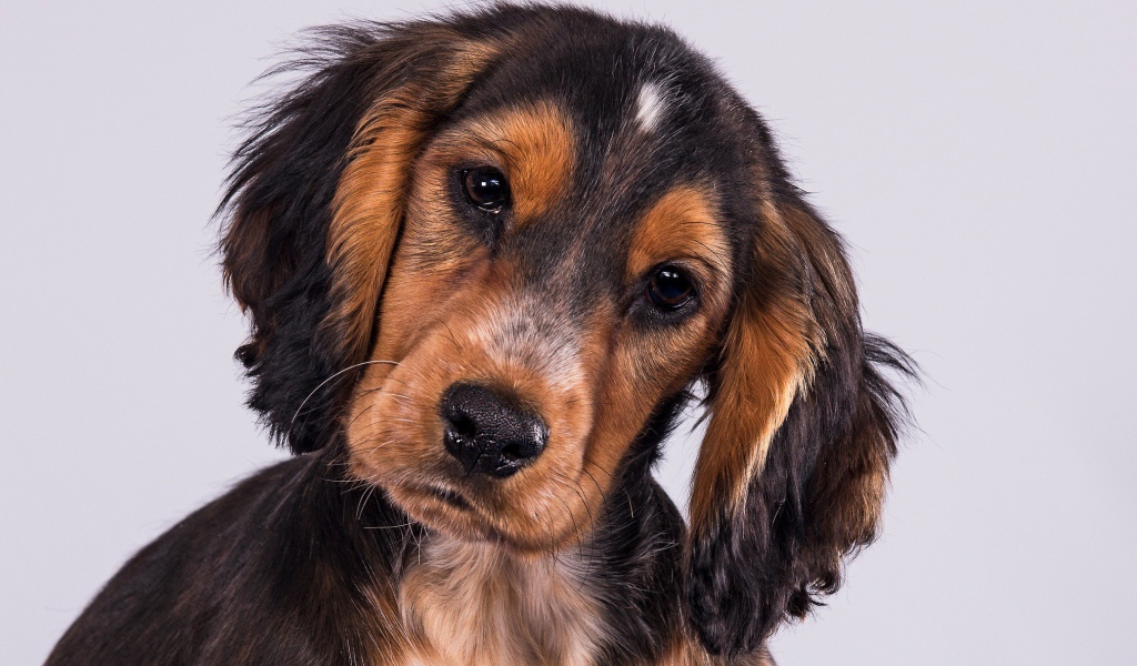 Щенок Кокер-Спаниеля на сером фоне