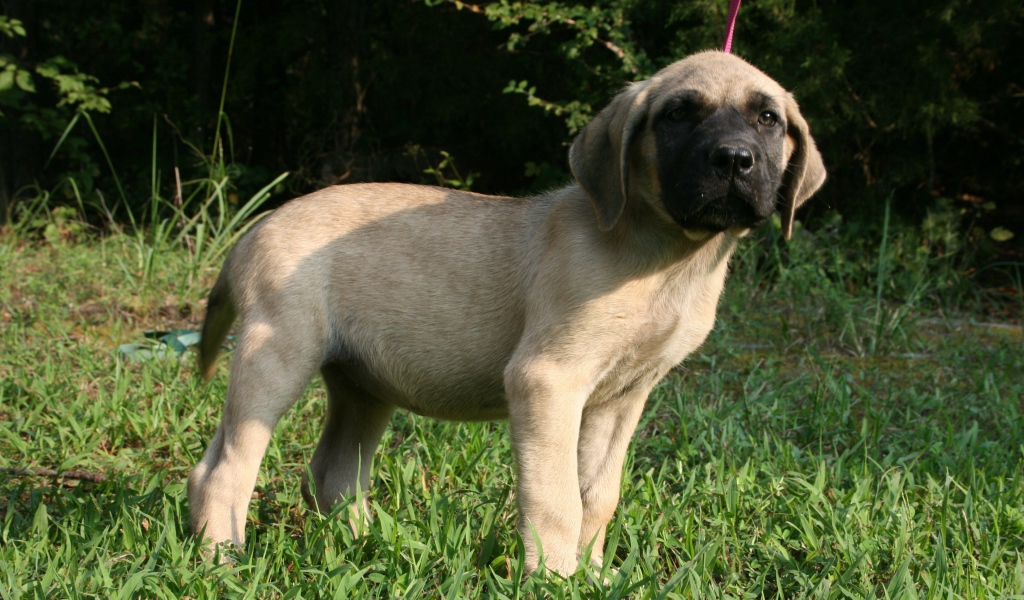 Щенок английского мастифа стоит на зеленой траве