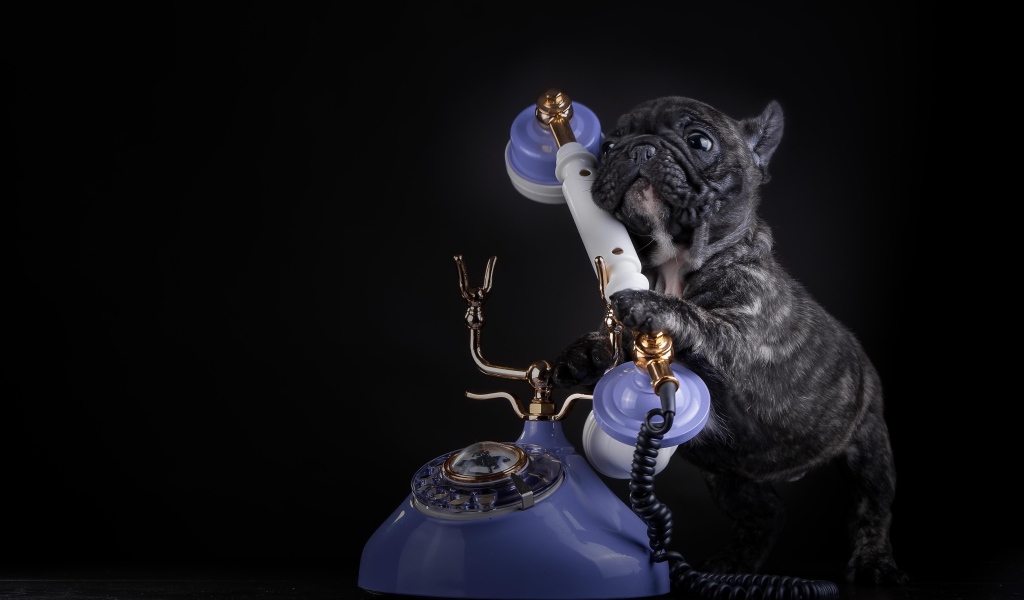 Щенок французского бульдога с телефоном