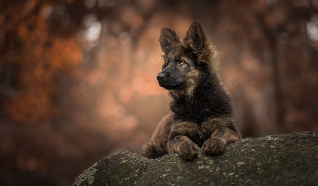 Щенок немецкой овчарки лежит на камне