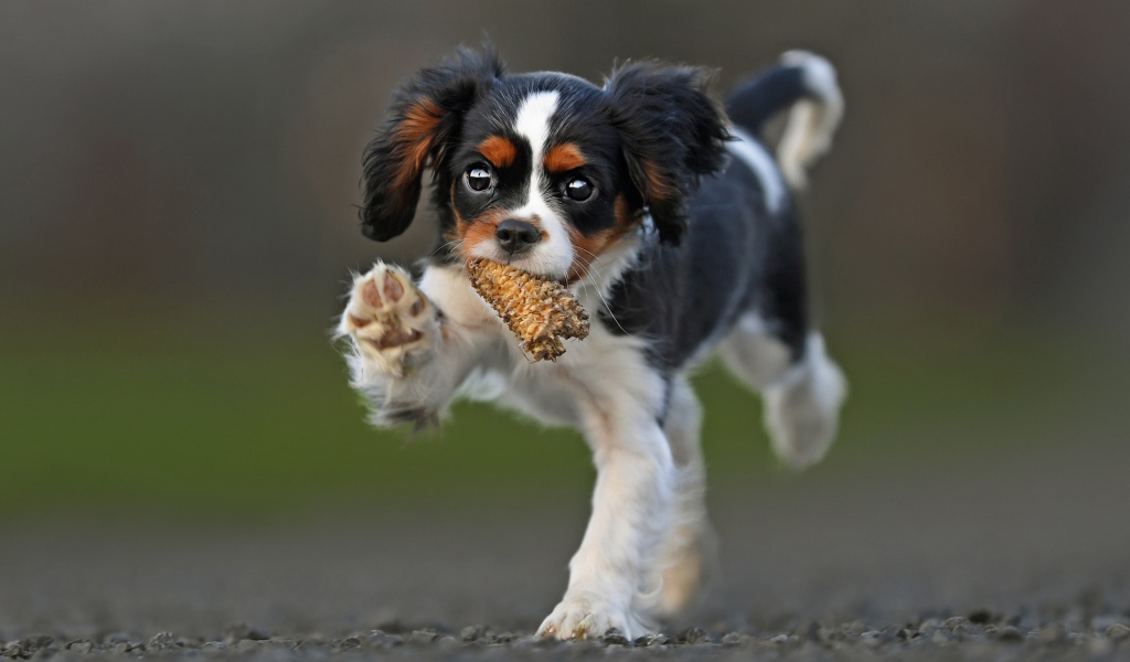 Щенок Кинг чарльз спаниель бежит по дороге