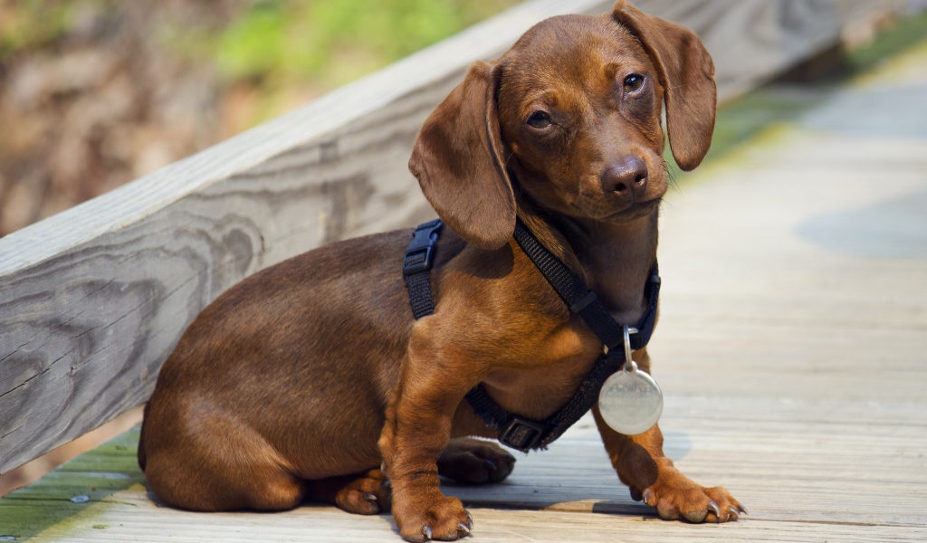 Грустная такса сидит на дороге
