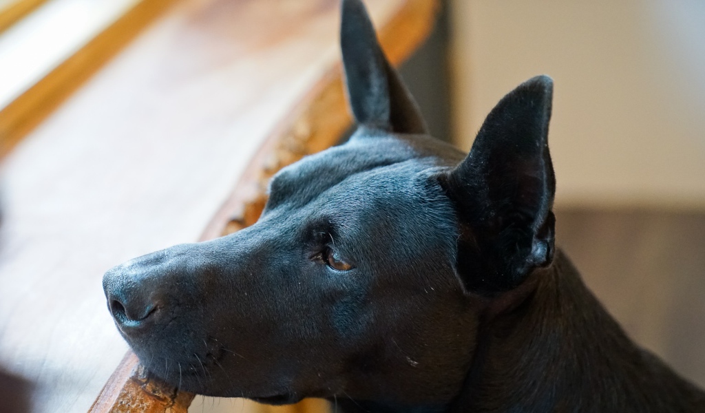 Грустная черная собака у окна 