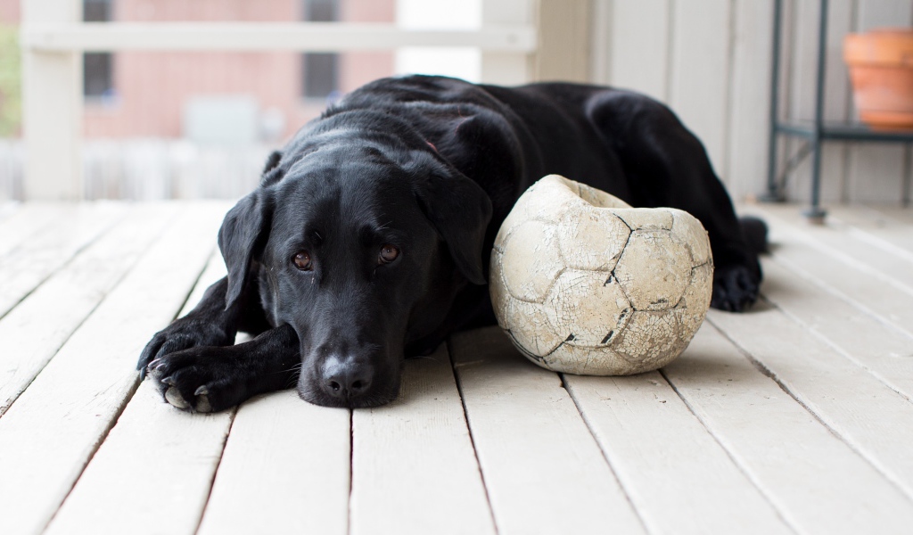 Грустный черный лабрадор с футбольным мячом 