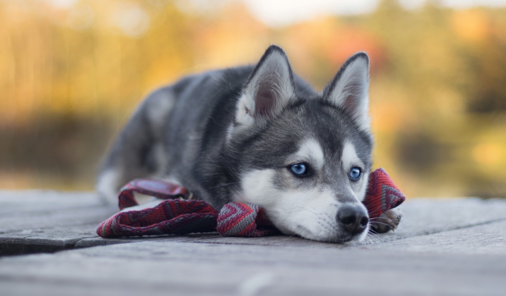 Грустный голубоглазый хаски с поводком 